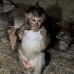 monkey_macaque_balinese_mf_ubud_v_1436_bal5157.jpg